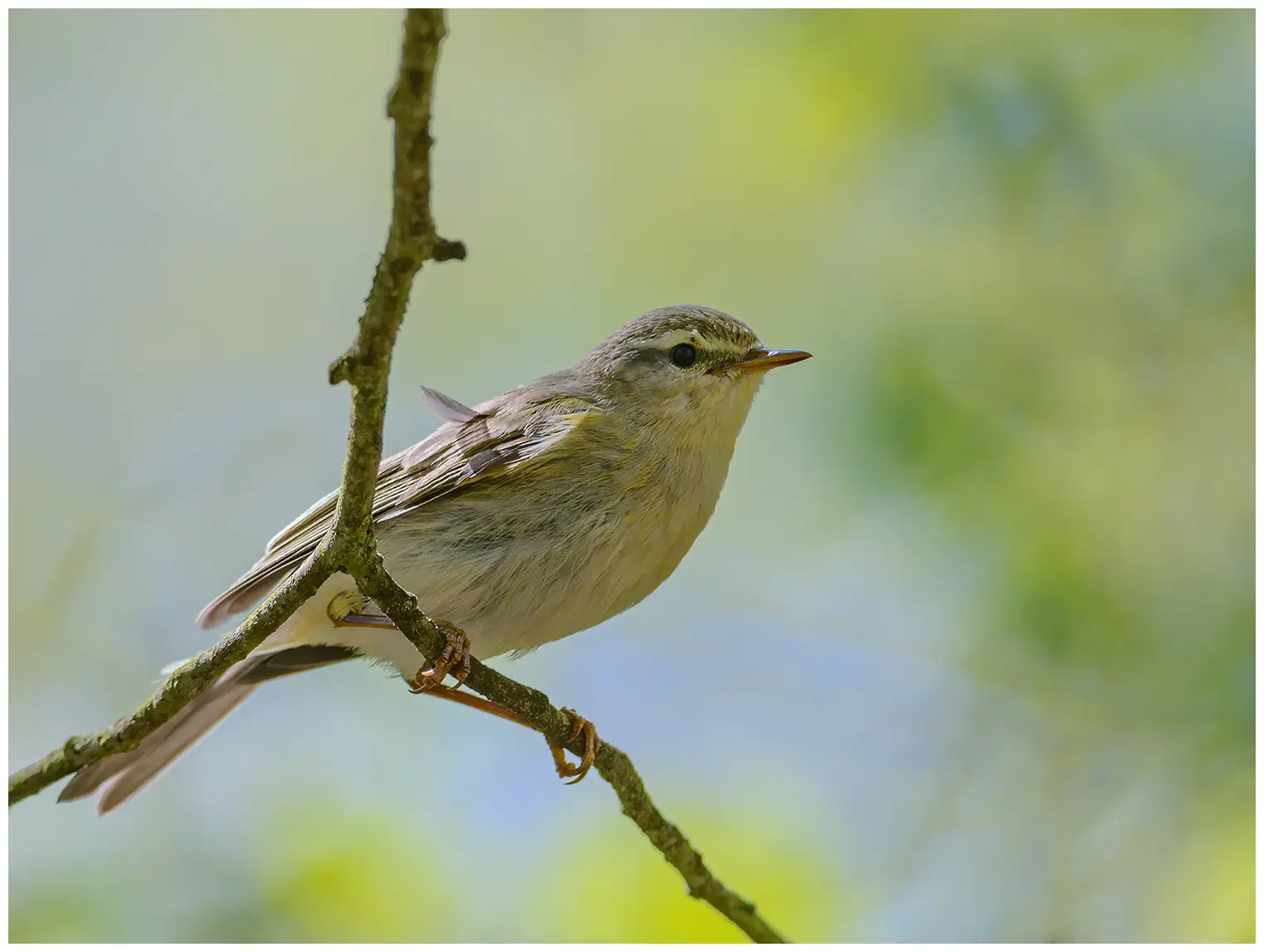 Fitis. (Phylloscopus trochilus) Sitzt auf einem Ast. Seine Füße halten sich an einem dünnen Zweig fest.