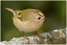 Wintergoldhähnchen