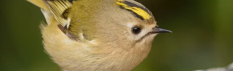 Wintergoldhähnchen