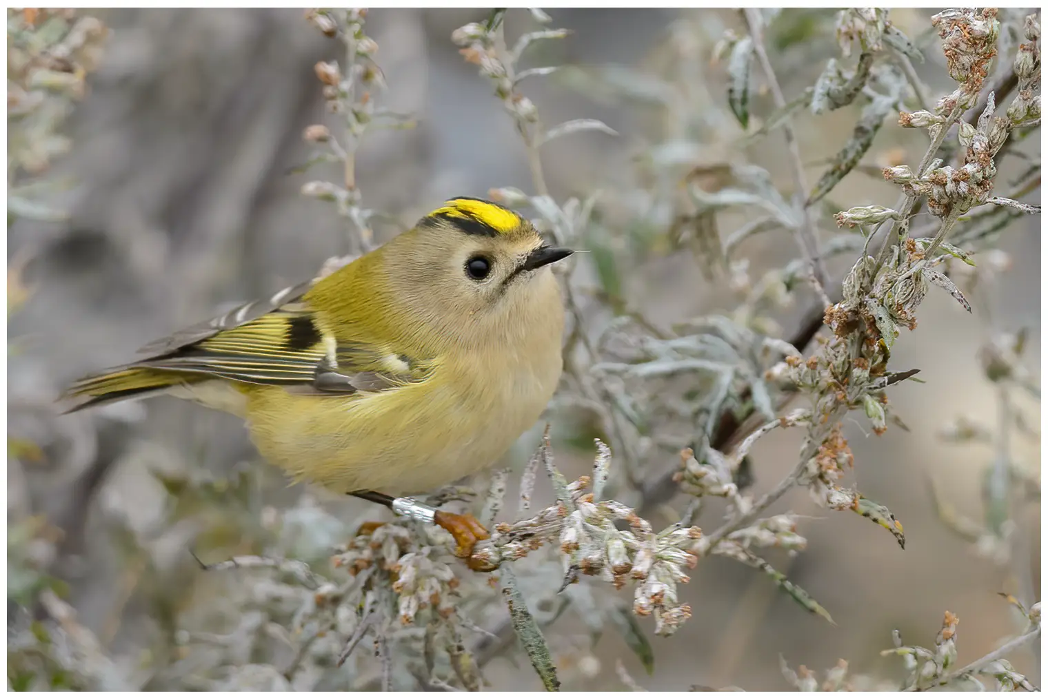 Wintergoldhähnchen