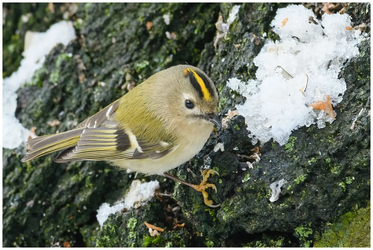 Wintergoldhähnchen