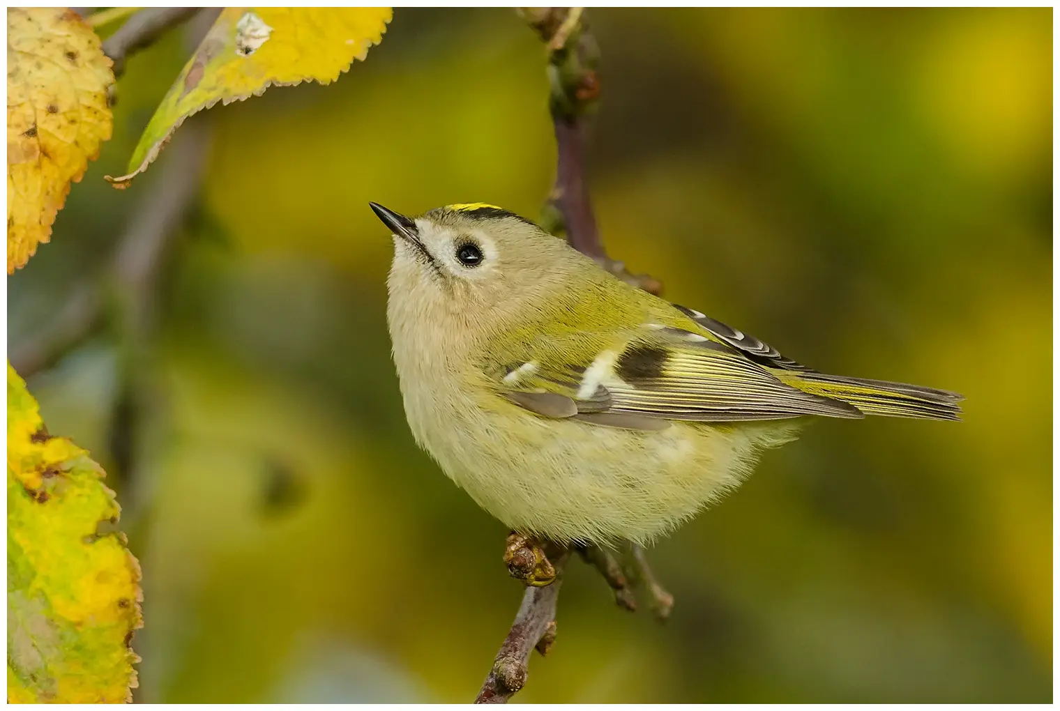 Wintergoldhähnchen