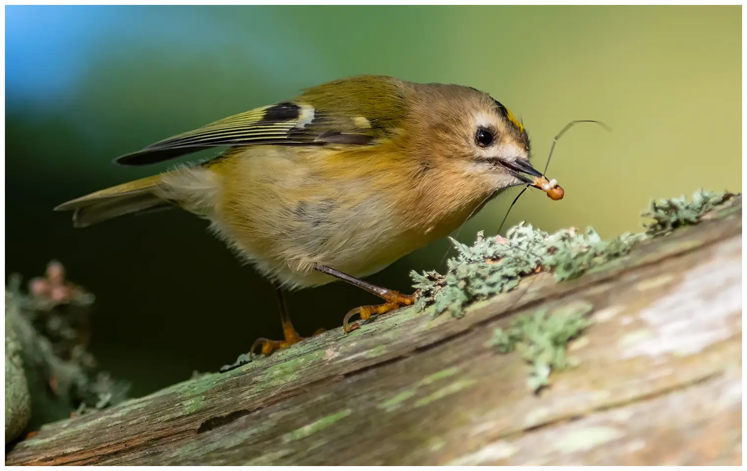 Wintergoldhähnchen
