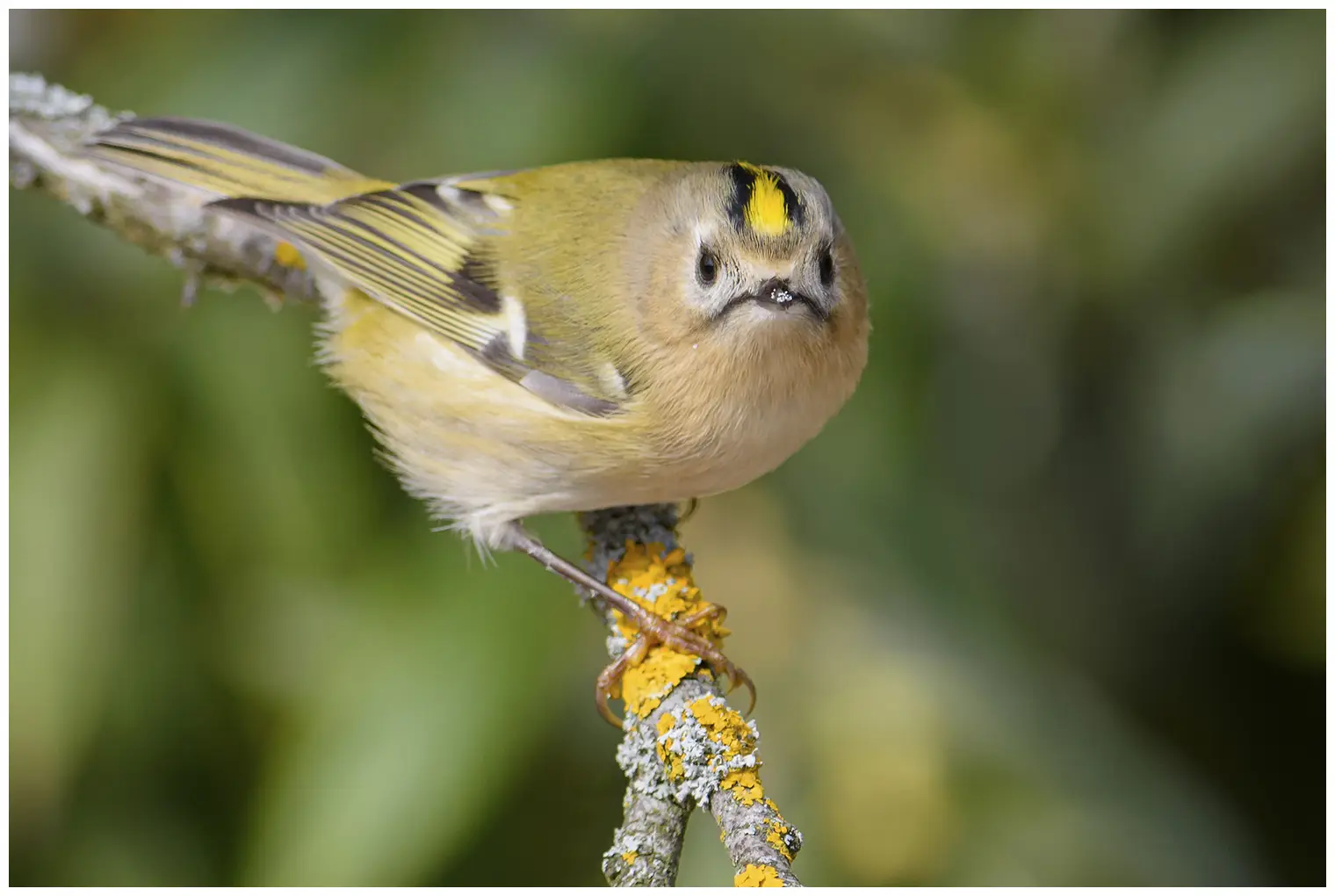 Wintergoldhähnchen