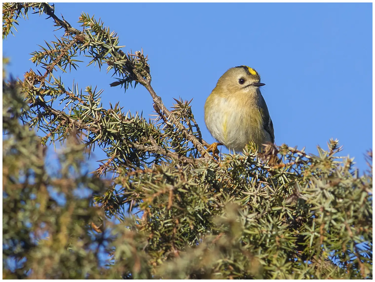 Wintergoldhähnchen