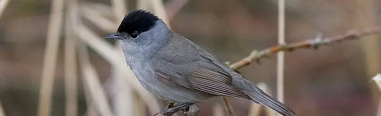 Mönchsgrasmücke. Von der Seite gesehen auf einem bräunlichen Hintergrund. Einfarbig in gräulichen Schattierungen mit Ausnahme einer schwarzen Schädeldecke (Männchen).