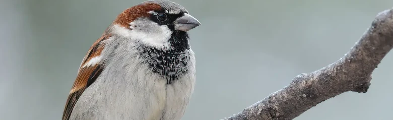 Haussperling. Hier auf einem Ast sitzend mit unscharfem Hintergrund. Das Männchen hat eine graue Schädeldecke, ein braunes Augenbrauenband und einen schwarzen Kinnfleck.