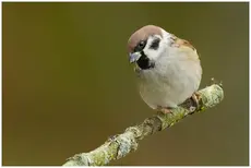 Feldsperling