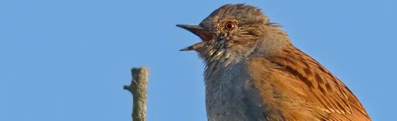 Heckenbraunelle. Hier singt er auf einem Ast. Blauer Himmel. Die Unterseite und der Kopf sind eisengrau, die Oberseite ist in Brauntönen gesprenkelt.