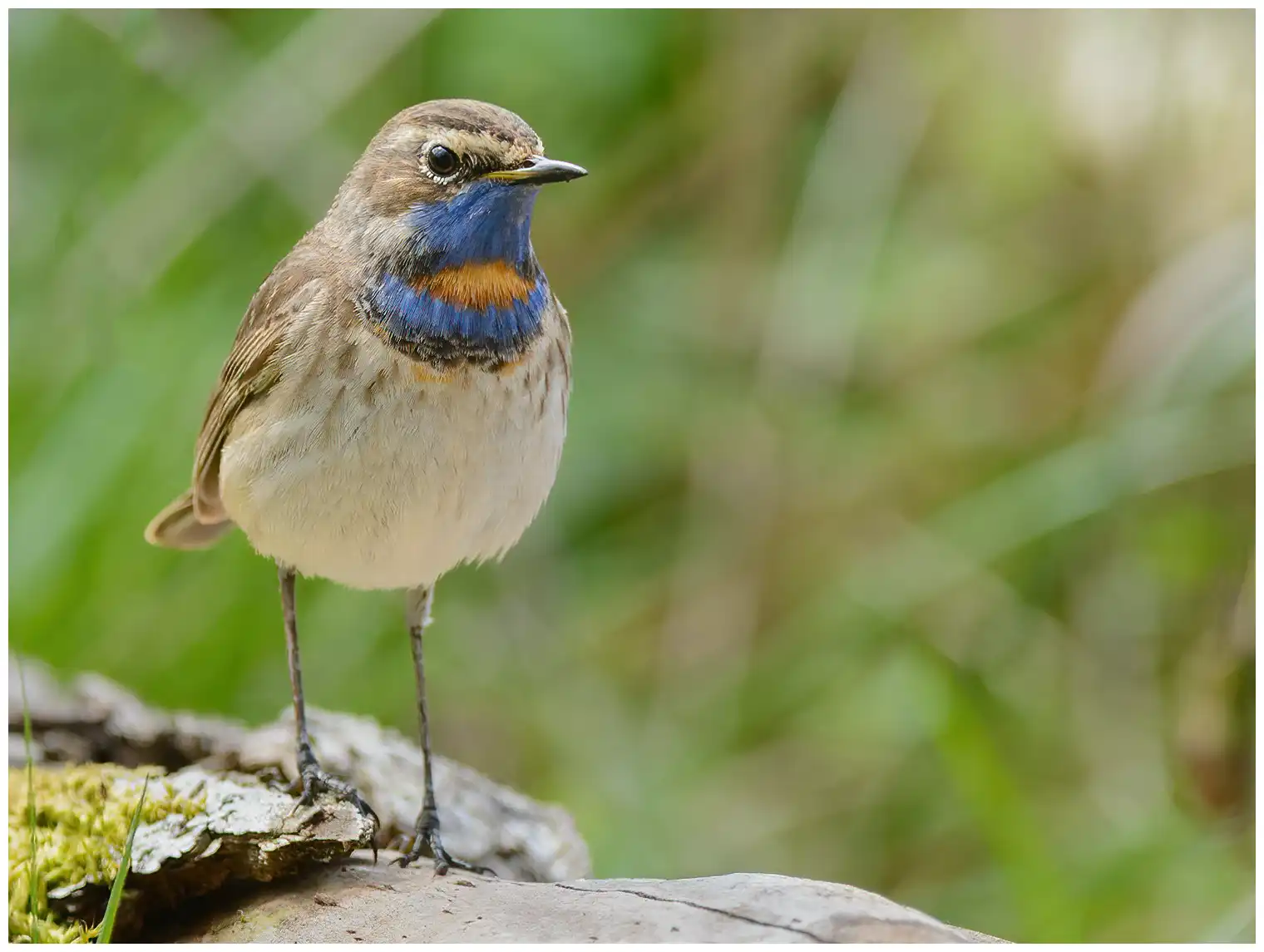 Blaukehlchen