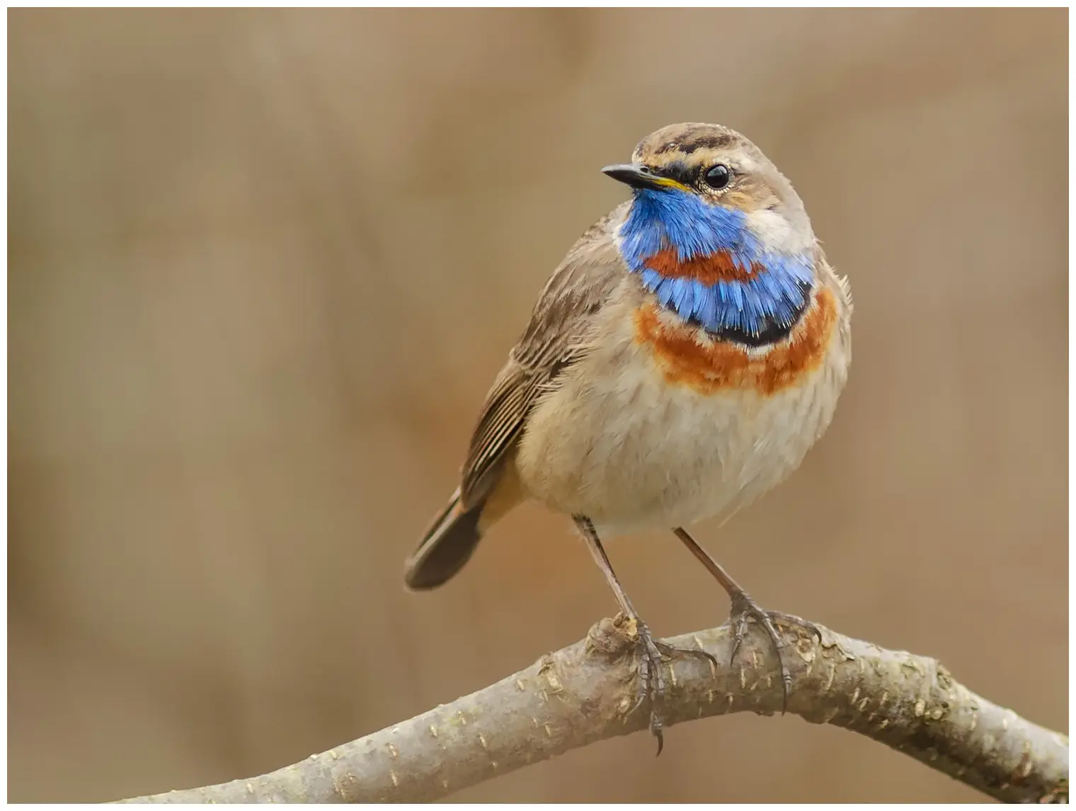 Blaukehlchen