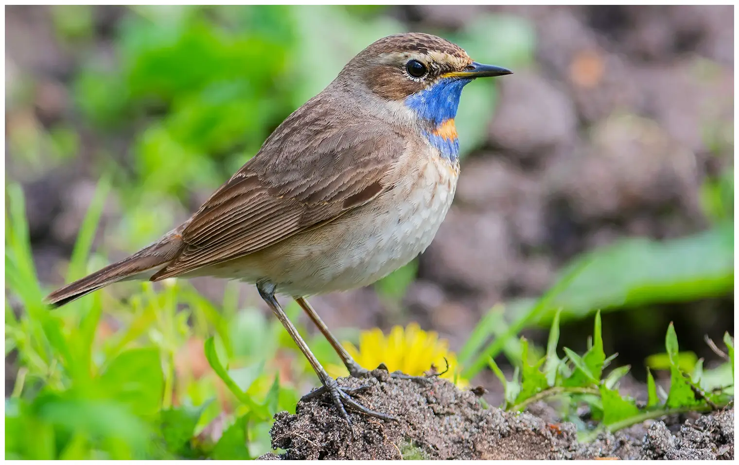 Blaukehlchen