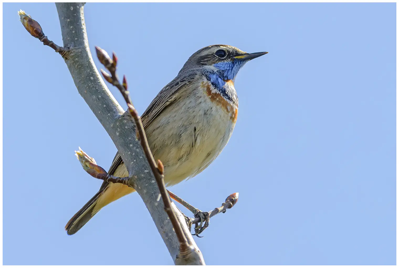 Blaukehlchen