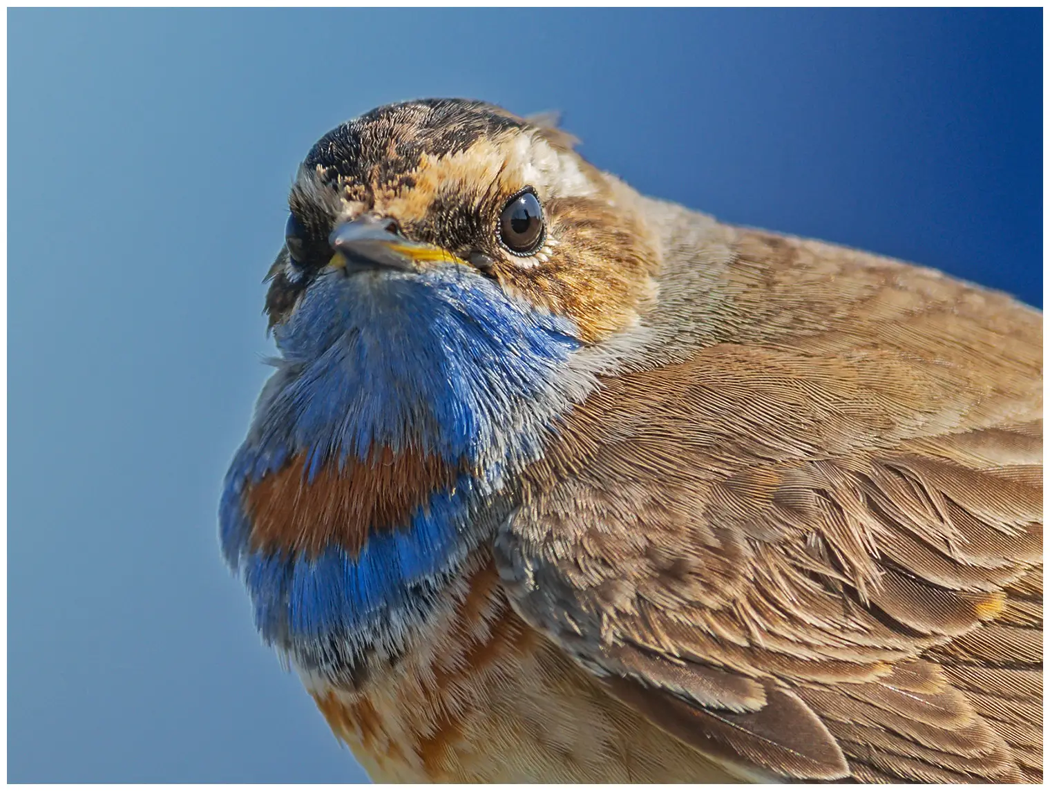 Blaukehlchen