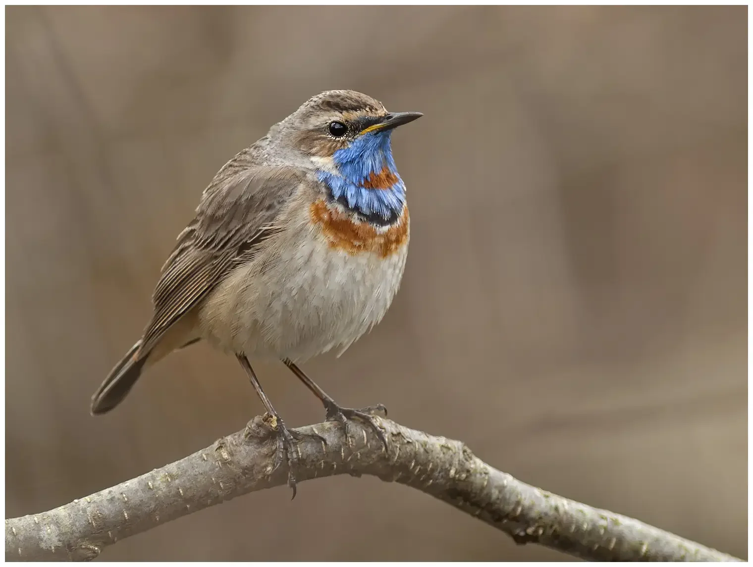 Blaukehlchen