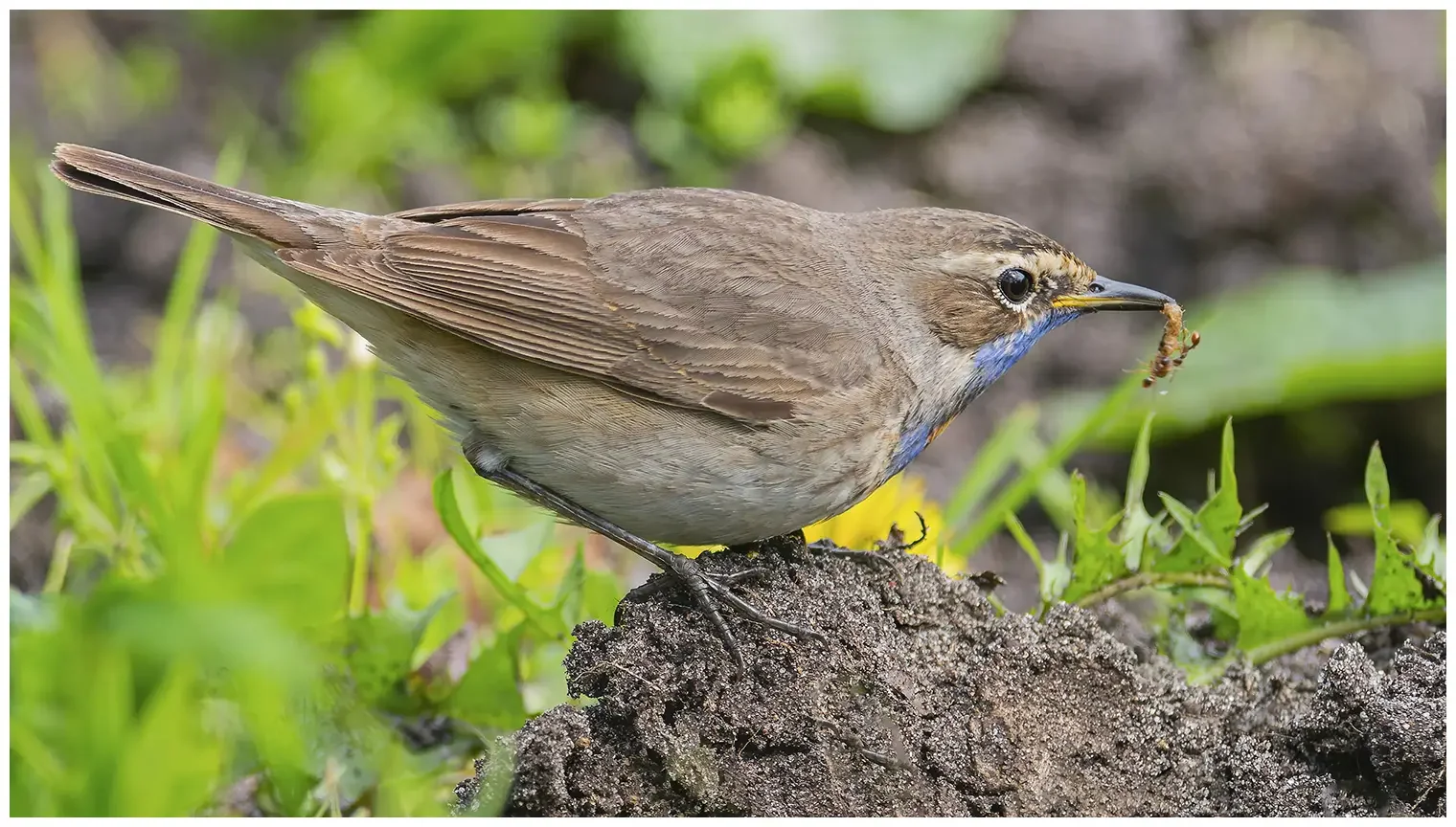 Blaukehlchen