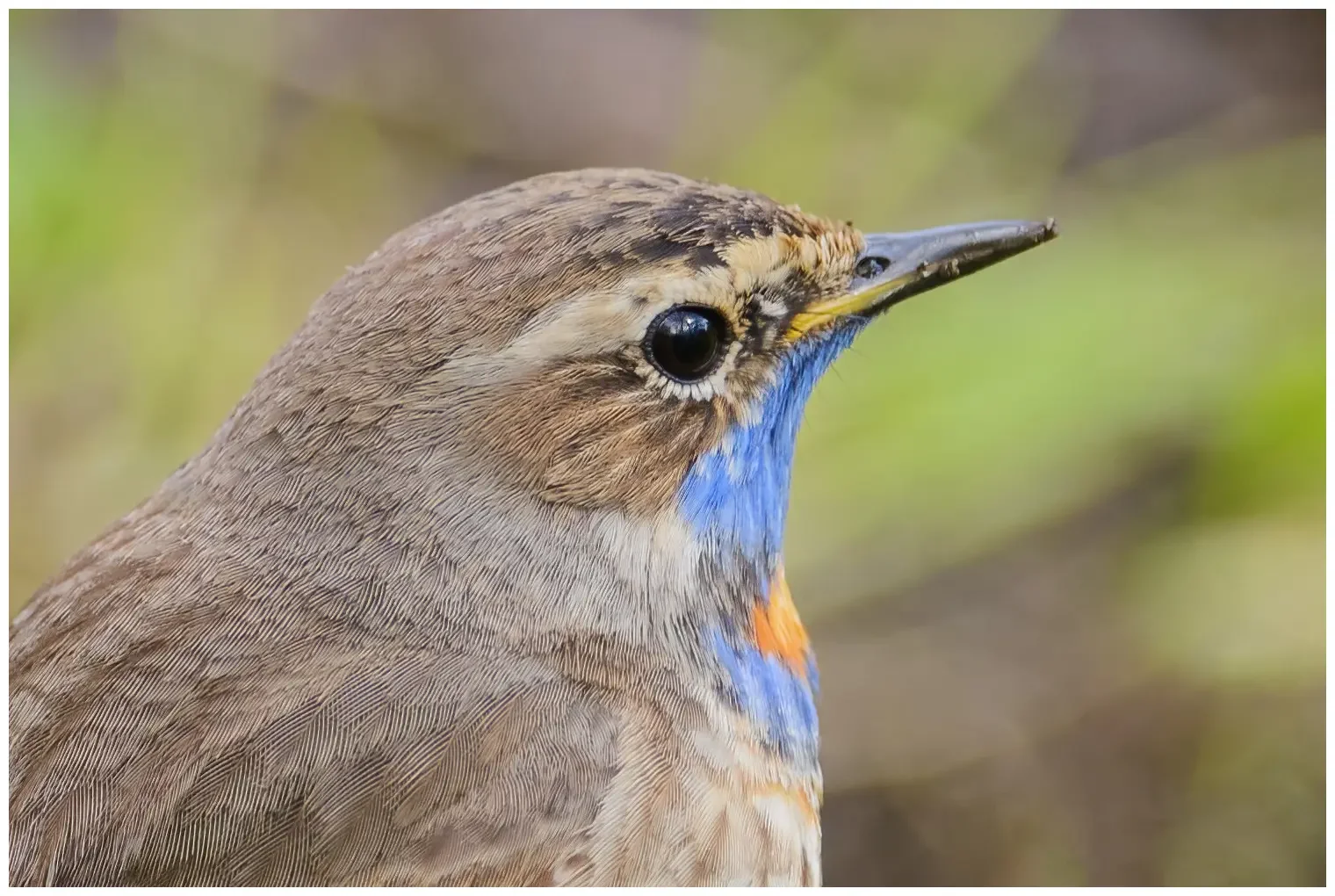Blaukehlchen