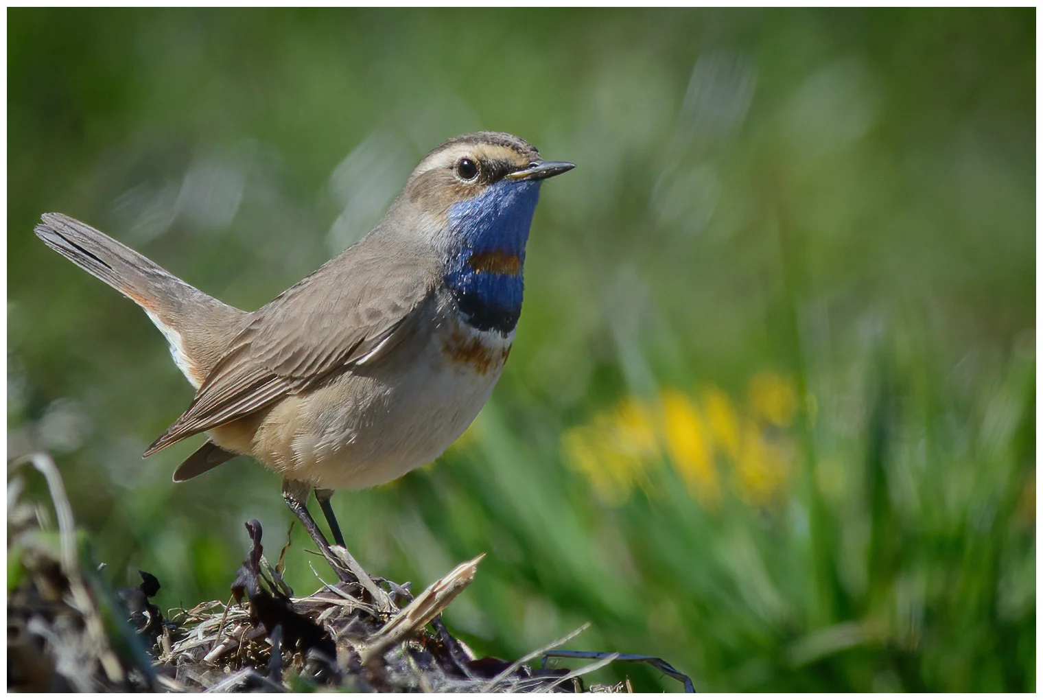 Blaukehlchen