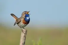 Blaukehlchen