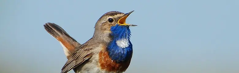 Blaukehlchen. Auf einem Zaunpfahl singend. Der Schnabel ist offen und auf der Brust befindet sich ein blauer Bereich mit einem weißen Fleck.