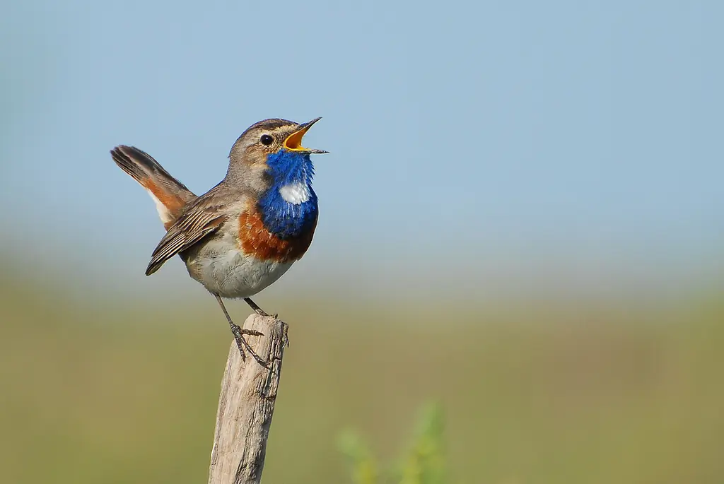 Blaukehlchen. Auf einem Zaunpfahl singend. Der Schnabel ist offen und auf der Brust befindet sich ein blauer Bereich mit einem weißen Fleck.