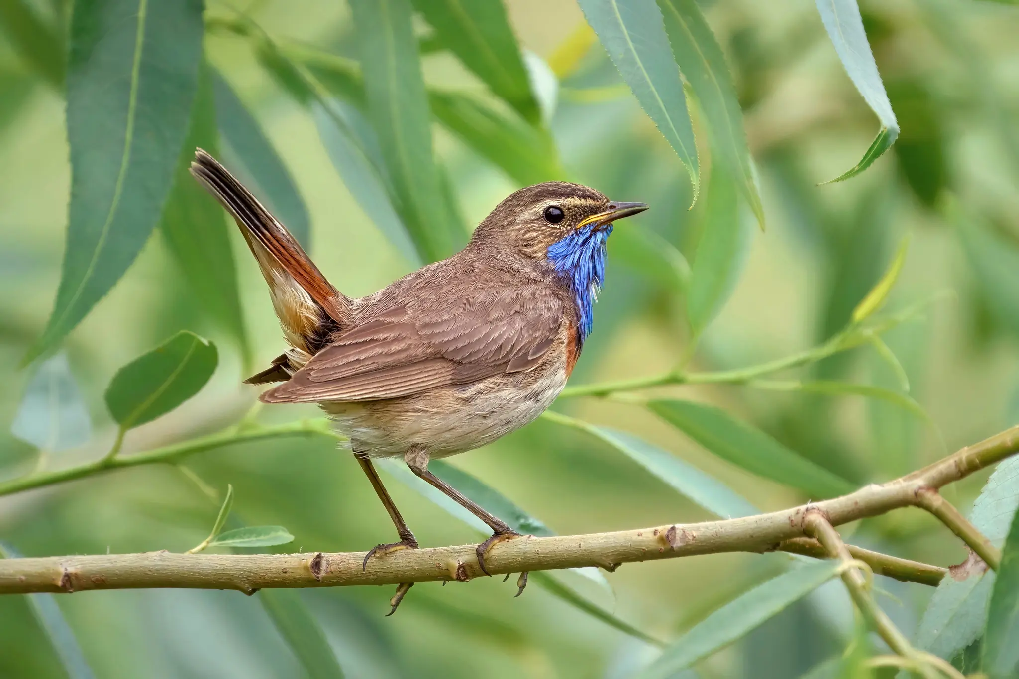 Blaukehlchen