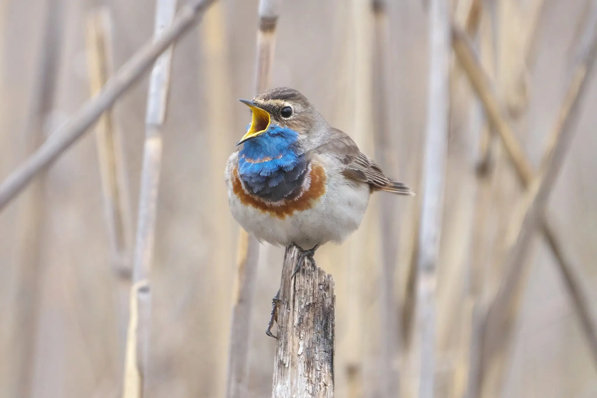 Blaukehlchen