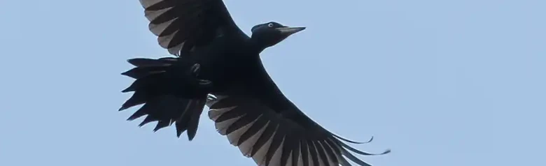 Schwarzspecht. Hier fliegend, als Silhouette vor blauem Himmel. Ein tiefschwarzer Vogel, abgesehen von einer roten Schädeldecke.