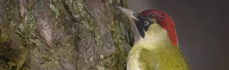Grünspecht. Hier zu sehen auf einem Baumstamm. Grüner Rücken und Flügel, roter Schädel und Hals und schwarzer Bereich um die Augen.
