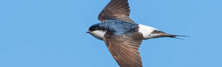Mehlschwalbe. Hier im Flug zu sehen. Der Hintergrund ist der blaue Himmel. Die Unterseite ist weiß und die Oberseite des Steißes weiß. Der Rücken ist blauschwarz, während die Flügel dunkelbraun sind.
