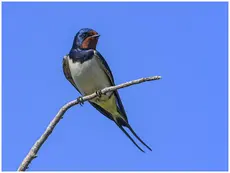 Rauchschwalbe