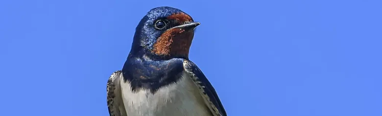 Rauchschwalbe. Sitzt auf einem Zweig. Metallisch blauschwarzes Oberteil, rostrote Stirn und Kehlfleck. Längeres äußeres Schwanzgefieder.