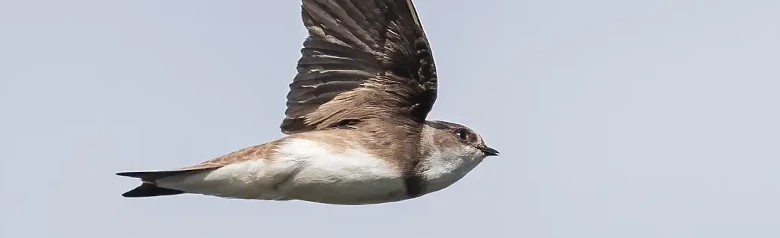 Uferschwalbe. Hier im Flug zu sehen. Stumpfbraune Oberseite und weiße Unterseite, nur unterbrochen von einem deutlichen braunen Brustband.