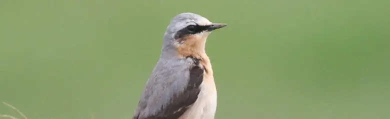 Steinschmätzer. Aufrecht in einem grasbewachsenen Feld stehend. Ockerfarbene Kehle und Brust, breiter schwarzer Augenstreifen, grauer Bürzel und Rücken, schwarze Flügel.