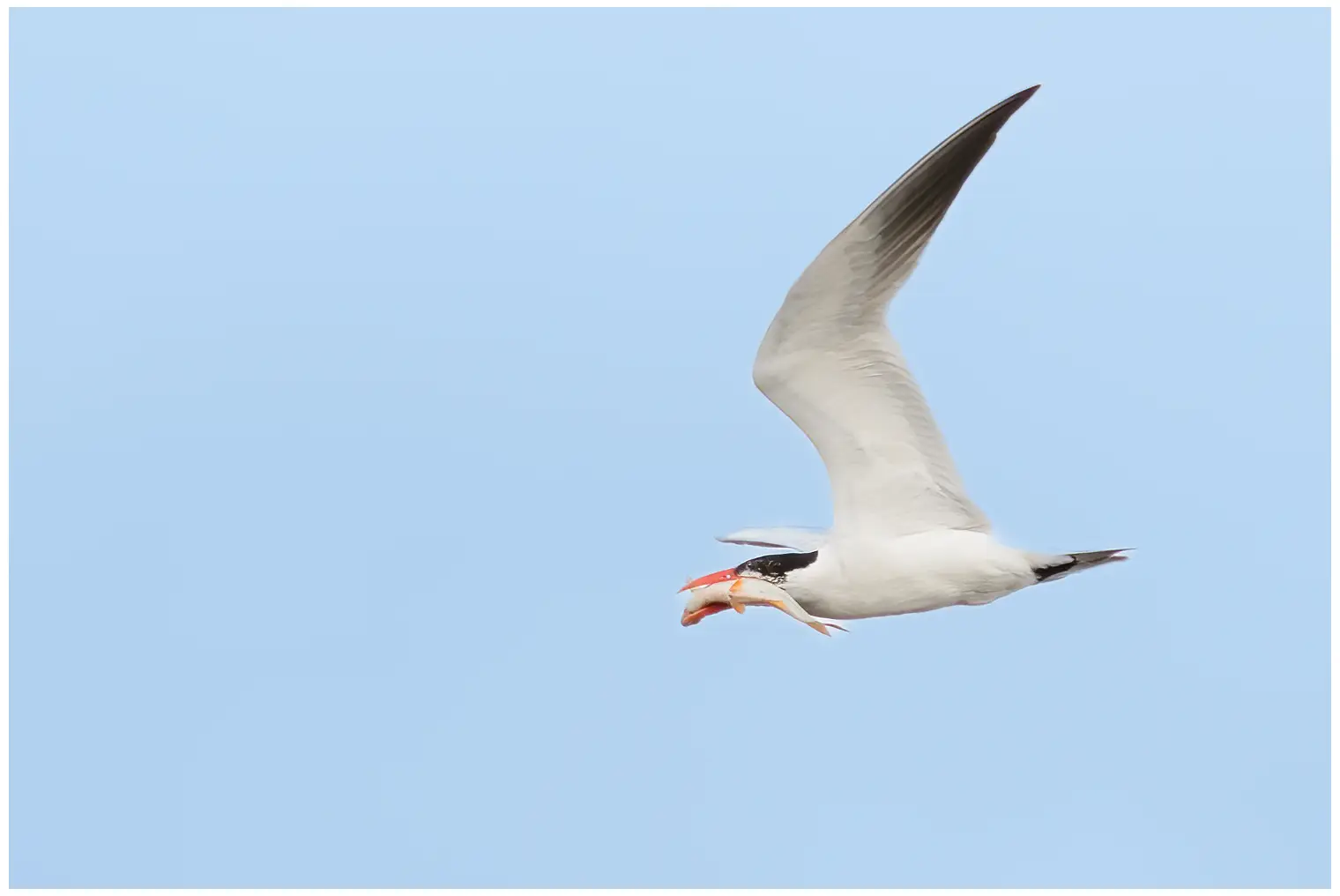 Raubseeschwalbe