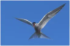 Flußseeschwalbe
