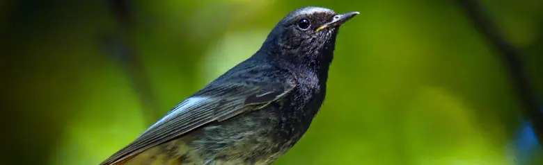 Hausrotschwanz. Sitzt auf einer Astspitze im Wald. Ein dunkler Vogel mit einer rötlich-braunen Unterseite des Schwanzes.