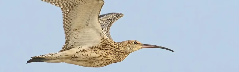 Großer Brachvogel