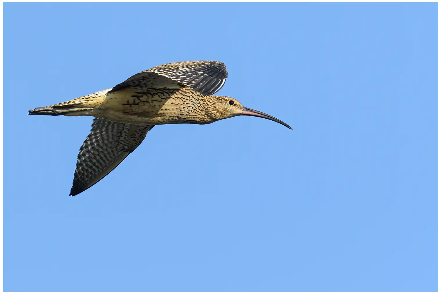 Großer Brachvogel