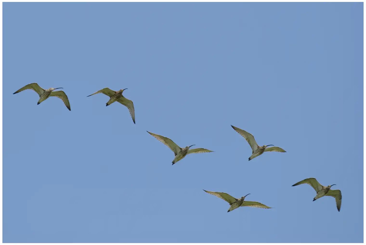 Großer Brachvogel