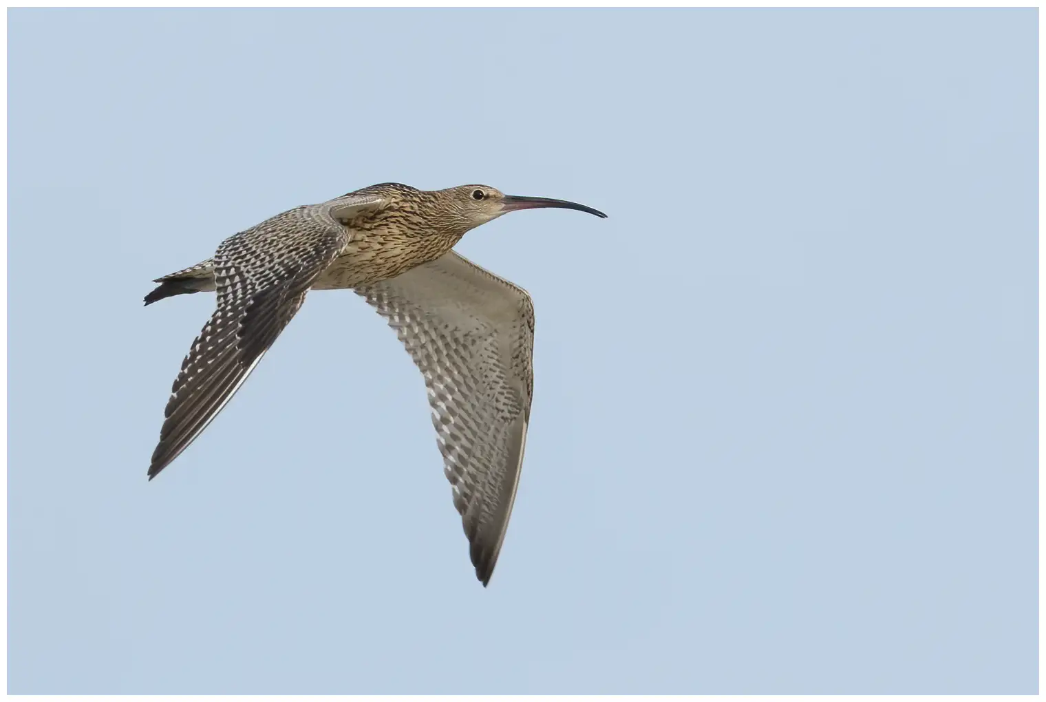 Großer Brachvogel