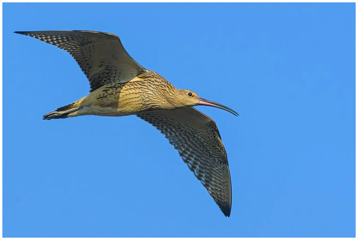 Großer Brachvogel