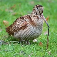 Waldschnepfe