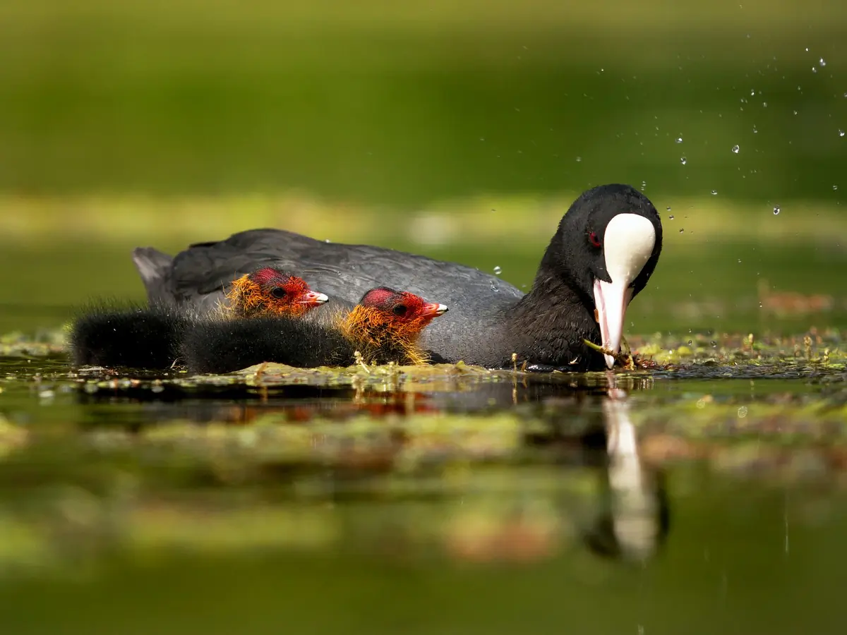 Bläßhuhn