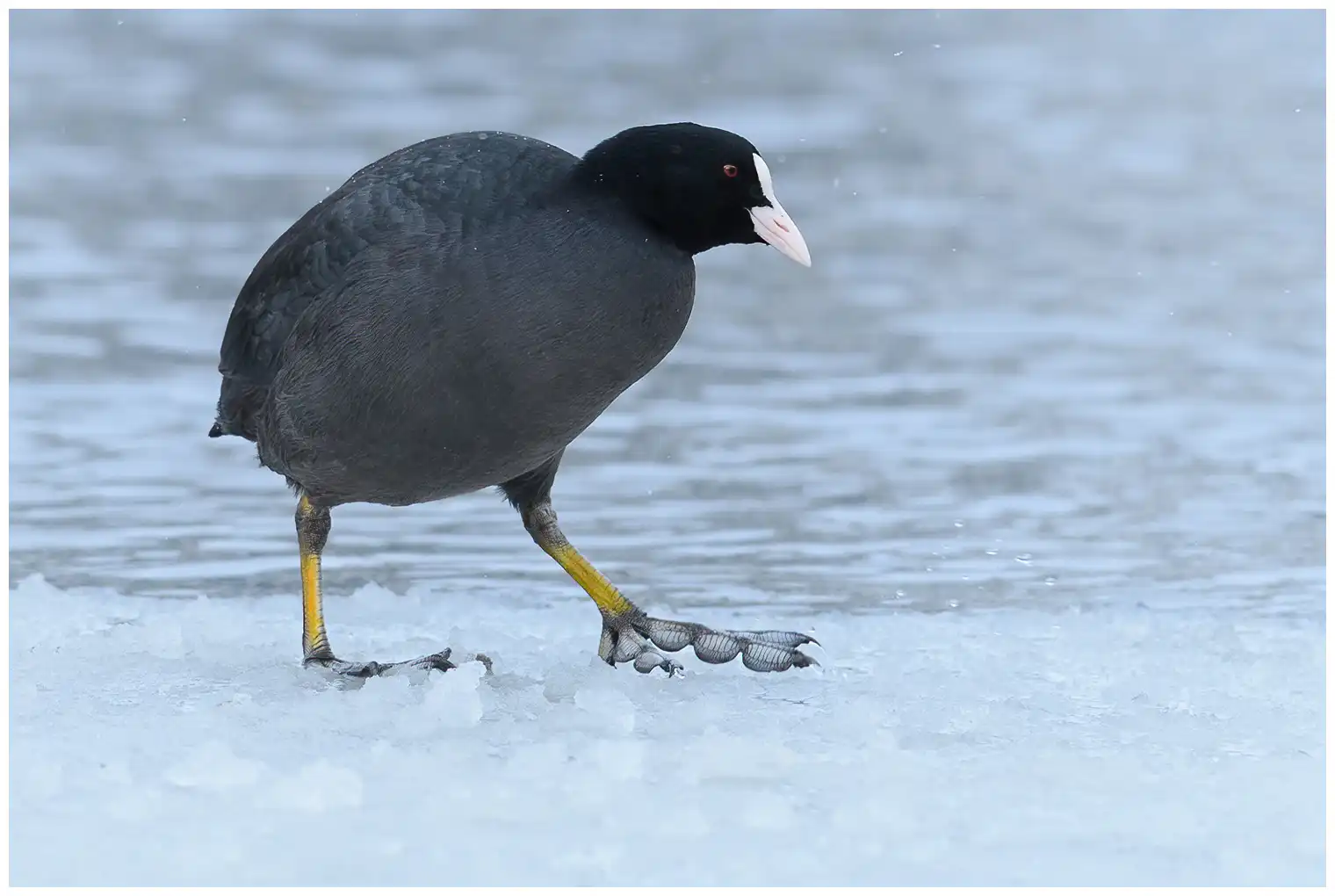 Bläßhuhn