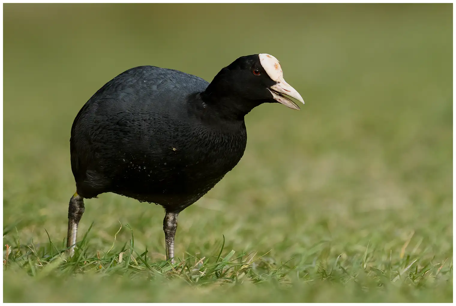 Bläßhuhn