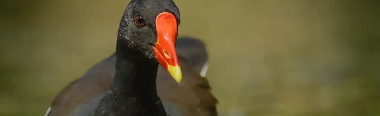 Teichhuhn