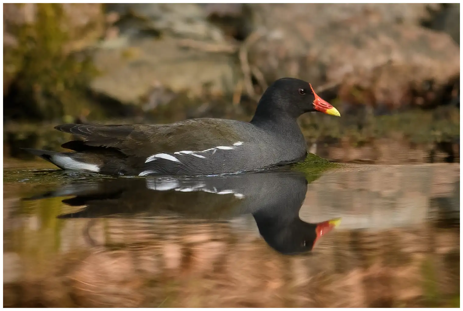 Teichhuhn