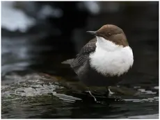 Wasseramsel