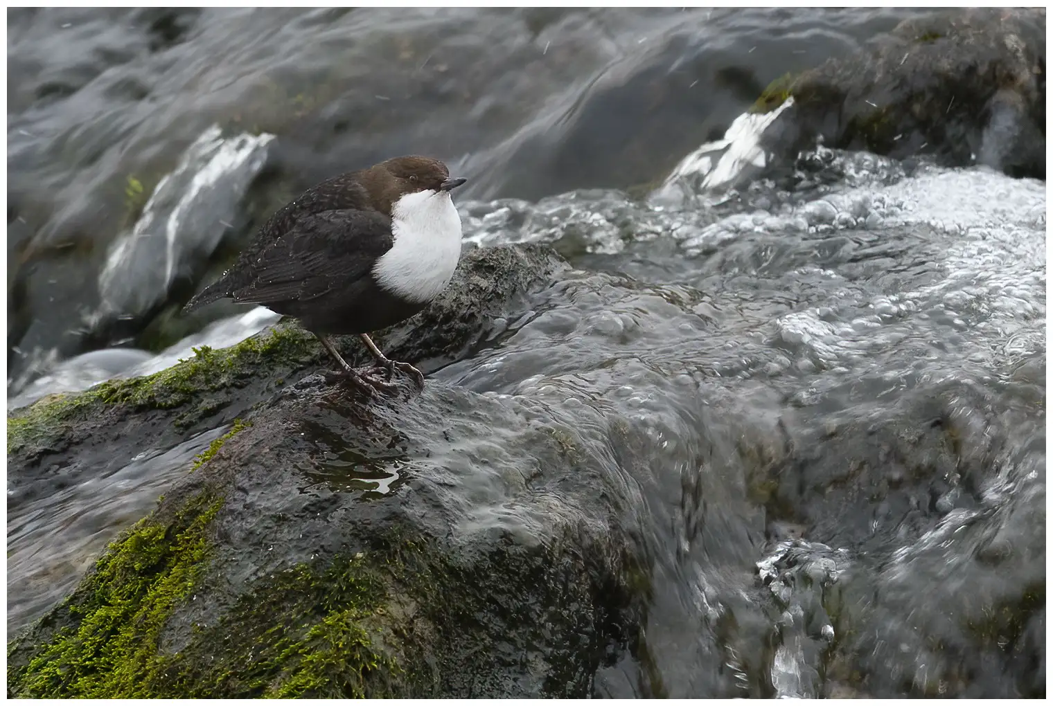Wasseramsel